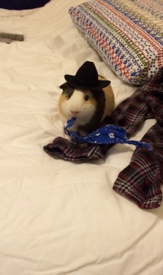 daysofourpigs:  ladypaladin:Cowboy pig didn’t want to wear
