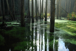 salemstoned:  looks like the forest from princess mononoke 