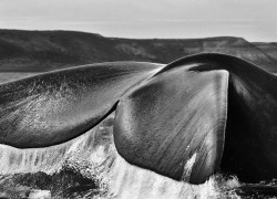 preciousandfregilethings:  3wings:Southern right whale, Patagonia,
