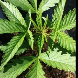 weedporndaily:  See a little color already on Cuvee by tgasubcoolseeds