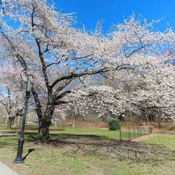 Spring has been sprung.  (at Riverside Park (Manhattan))