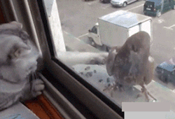 GIF87a