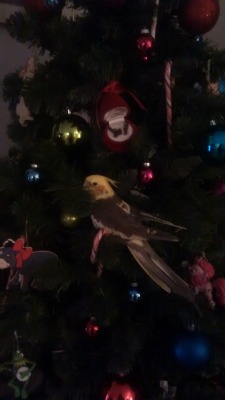 risax:  zmeyokean:  Merry Christmas from Suzie  Silly birb, you’re