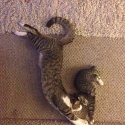 awwww-cute:  My cat and my GF’s kitten are getting along