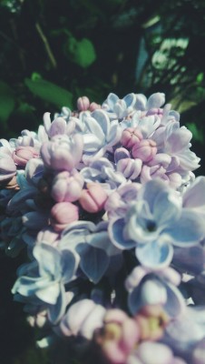 rulesofearth:  Lilacs