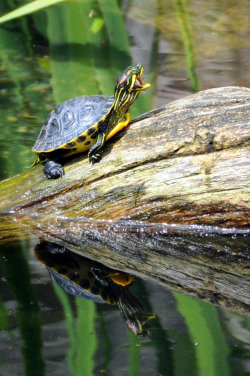 earthlynation:  Aa-aaa, don’t make me laugh! Photo by Dalia