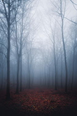 freddie-photography:  In These Ancient Woods. Here I find my