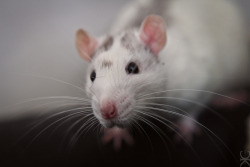 rat-wonderland:  katecholamin submitted: Hubble <3 