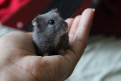 cute-baby-animals:  My blueberry Dwarf hamster, Jelly. :) 