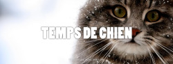 Il pleut des ptit’s chats!