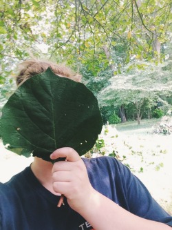 themeanone:  L: a kiwi leaf that’s bigger than my face R: what