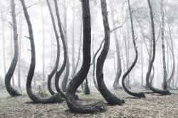 mymodernmet:  Poland’s Mysterious “Crooked Forest” Populated