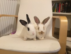 oreo-macaroon-bunnies:  This is also our chair now.