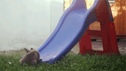 sizvideos:  Cute fox cubs playing on slide - Video Follow our