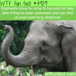 wtf-fun-factss:   Elephants seek for human’s help - WTF fun