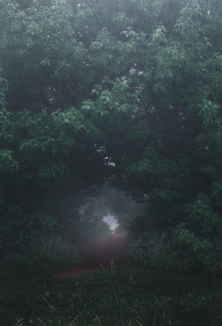 dennybitte: wild lilac in the misty forest by Denny Bitte 