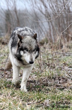 earth-song:  Wolf hunt by *DragonWolfACe   