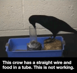 ted:  The amazing problem-solving skills of crows — measured