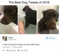 tastefullyoffensive:   wwinterweb: The Best Dog Tweets of 2016