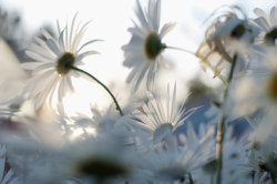 blooms-and-shrooms:   	White Camomiles Flowers Against Sky by
