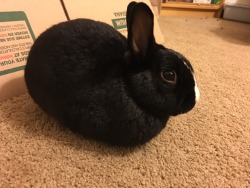 mt-bunlympus:  Gotta let the bun loaf rest before it’s ready