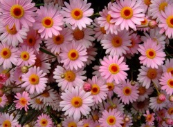 baeboy:  Argyranthemum ‘sassy pink’ 