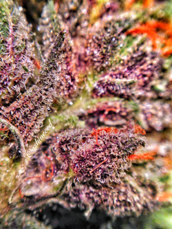 ashweeedz:  dank ass purple 