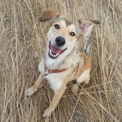 This dog. She is everything happy and good…. #dreamydogwalk