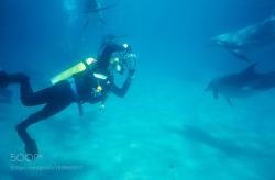 socialfoto:Le Photographe et les dauphins Reportage sur les dauphins