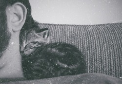 Kedi Annesi