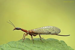 wapiti3:  Shu-Shin Chin  Photos on Flickr.1-Snakefly 2-Soft-winged