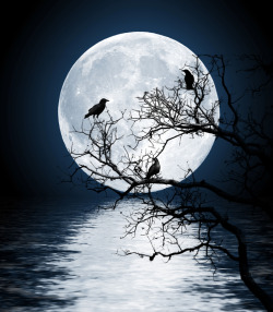 The twelfth night from Samhain and the crows await