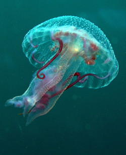 funnywildlife:  Yellyfish by vanveelen on Flickr.
