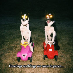 srsfunny:  We Have Come For Your Squeaky Toyshttp://srsfunny.tumblr.com/