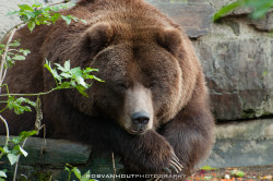 fuck-yeah-bears:  Grizzly Bear by Rob van Hout