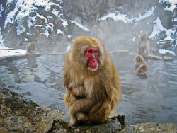 sixpenceee:  Jigokudani Monkey Park, Nagano, JapanThe Japanese
