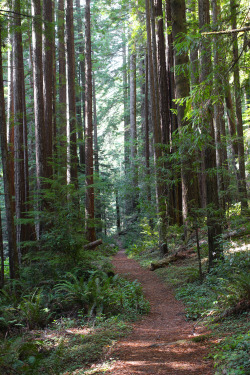 steepravine:  Path Through Juvenile Redwoods (Van Damme Park,