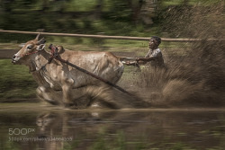 socialfoto:  Pacu Jawi by AdityaPermana #SocialFoto