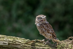 subwallhdfree:  Little owl Source: 500pxDownload more here  