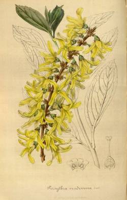 scientificillustration:  Forsythia viridissima Lindl. Houtte,