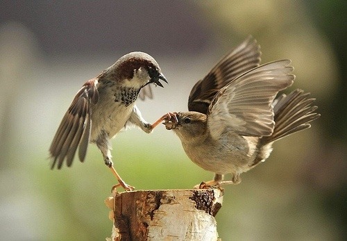 When I want your opinion, I’ll ask for it (Sparrows)