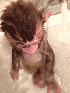 thesunnyfeli:  just a baby monkey taking a bath :3