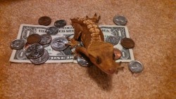 kai-ni:  golbat:  This is the Short Change Gecko!! Reblog within