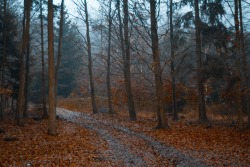 sapphire1707:  Foggy Forest | by PhotoMichaela | http://ift.tt/1yp2klO