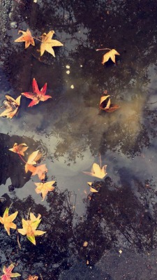 xblossomz: November 2, 2015 // My love for puddles and Fall 