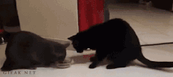 thefunniestpost:  Hysterical Blog!