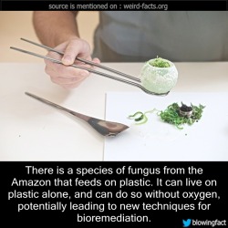 mindblowingfactz:    There is a species of fungus from the Amazon