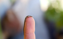 calliedope:  thefuuuucomics:  Little lizard  tiny friend 