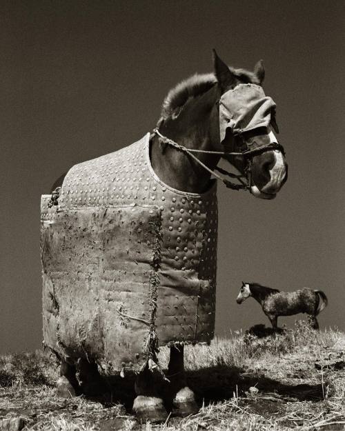 yama-bato: ALBERT WATSON - Photos | Facebook “Horses used in