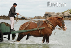kimblewick:  transperceneige:  The 9 french draft horse breeds